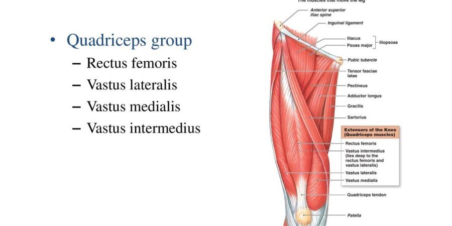 vastus medialis of the quadriceps