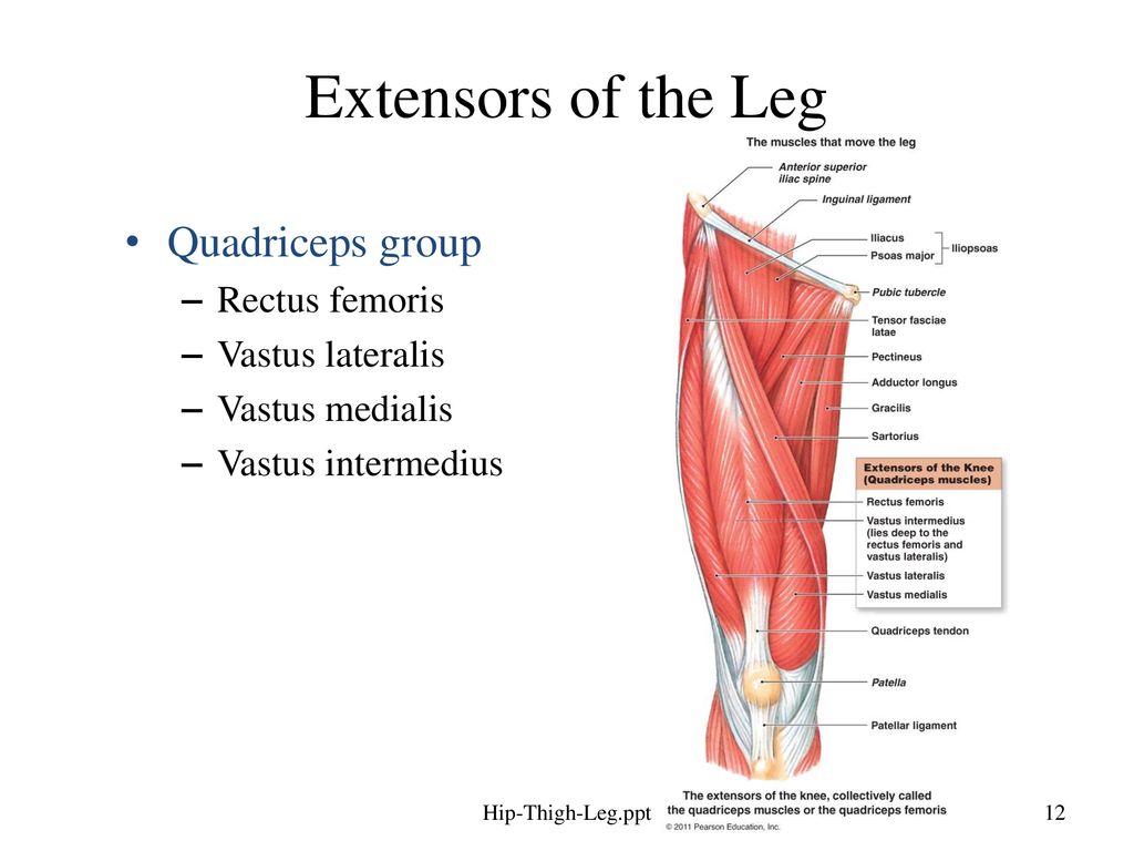 vastus medialis of the quadriceps